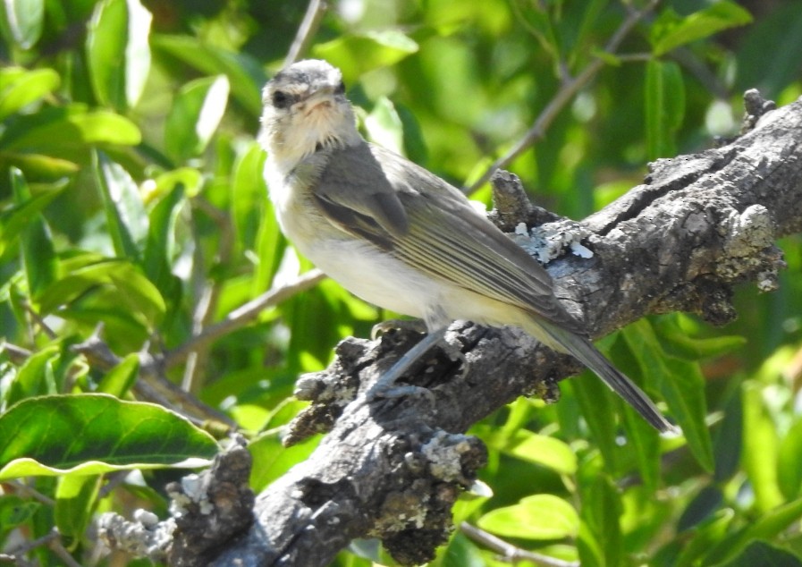 Vireo Chiví - ML314369381