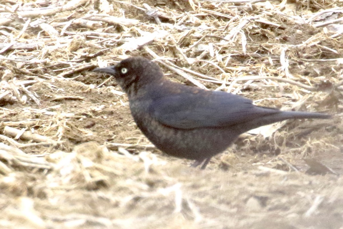 Rusty Blackbird - Jim Smallwood