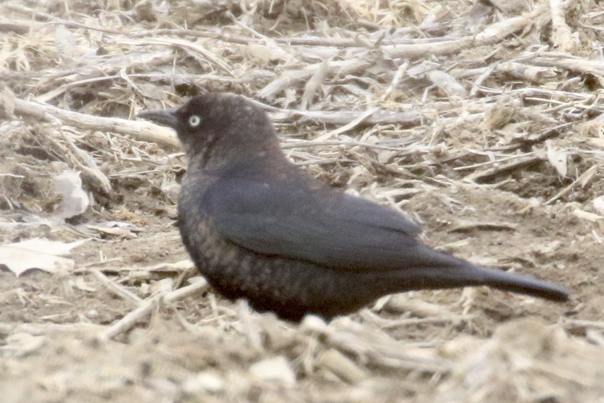 Rusty Blackbird - ML314369671