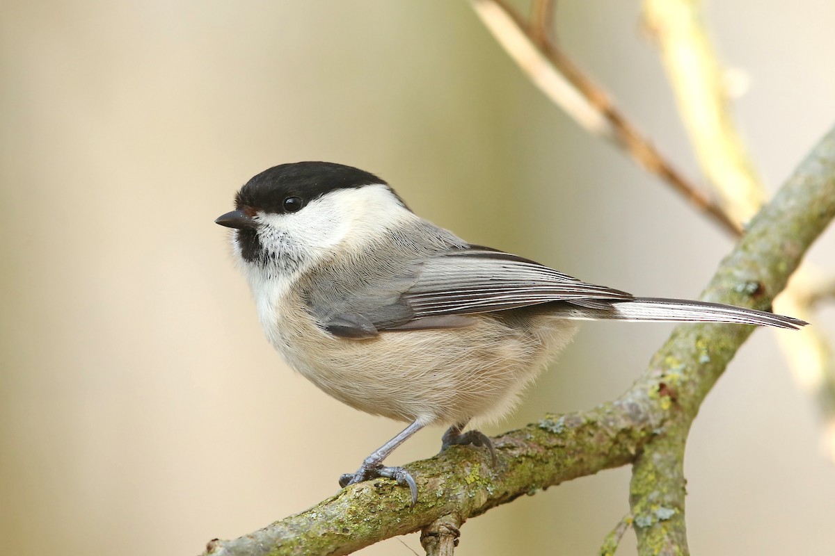 Willow Tit - Volker Hesse