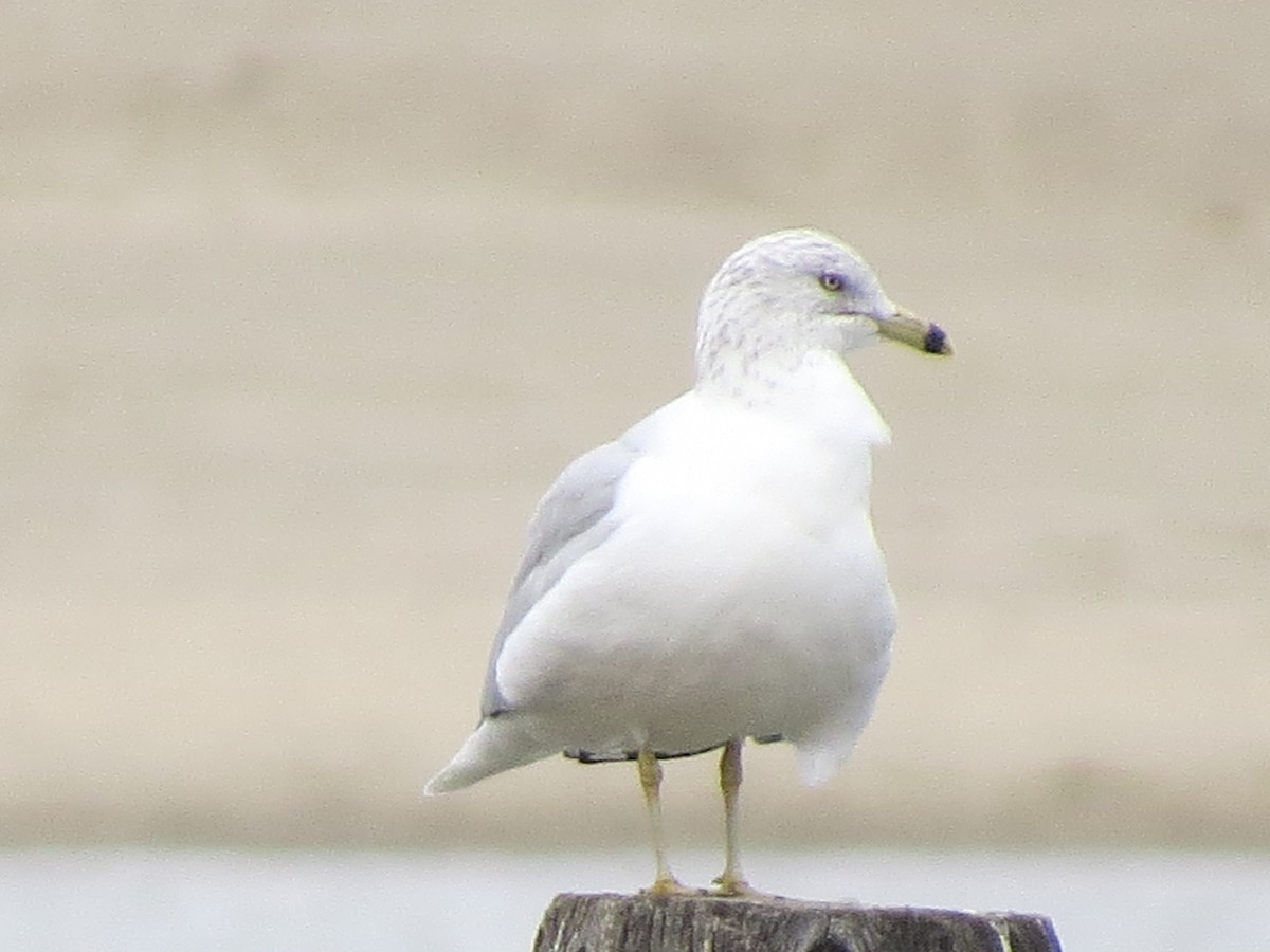 Ring-billed Gull - ML314371091