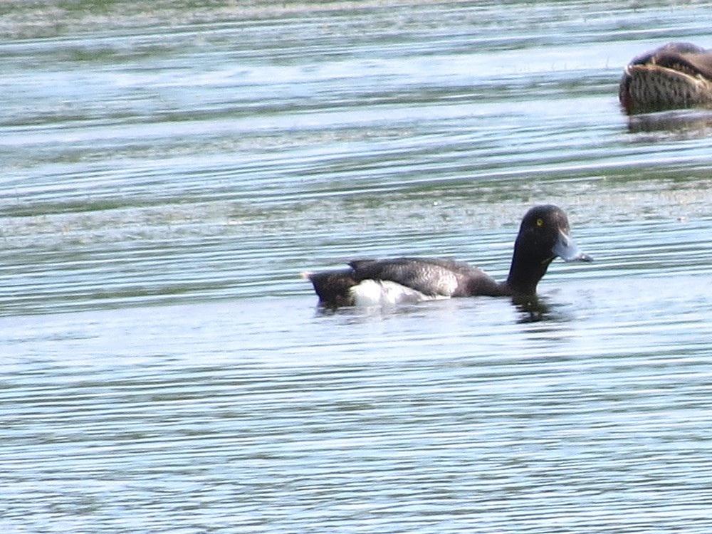 Greater Scaup - ML31437131