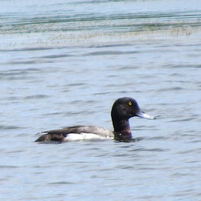 Greater Scaup - ML31437141