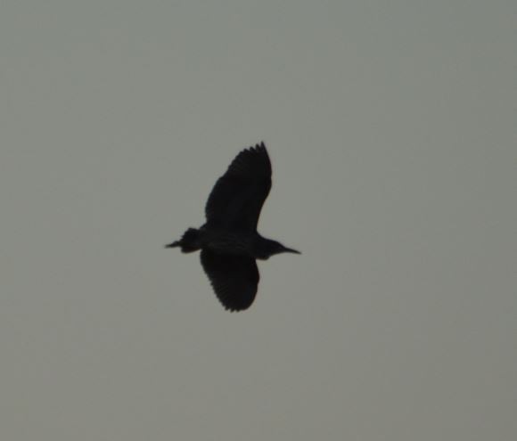 Black-crowned Night Heron - ML314375371