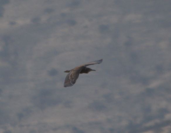 Black-crowned Night Heron - ML314375381