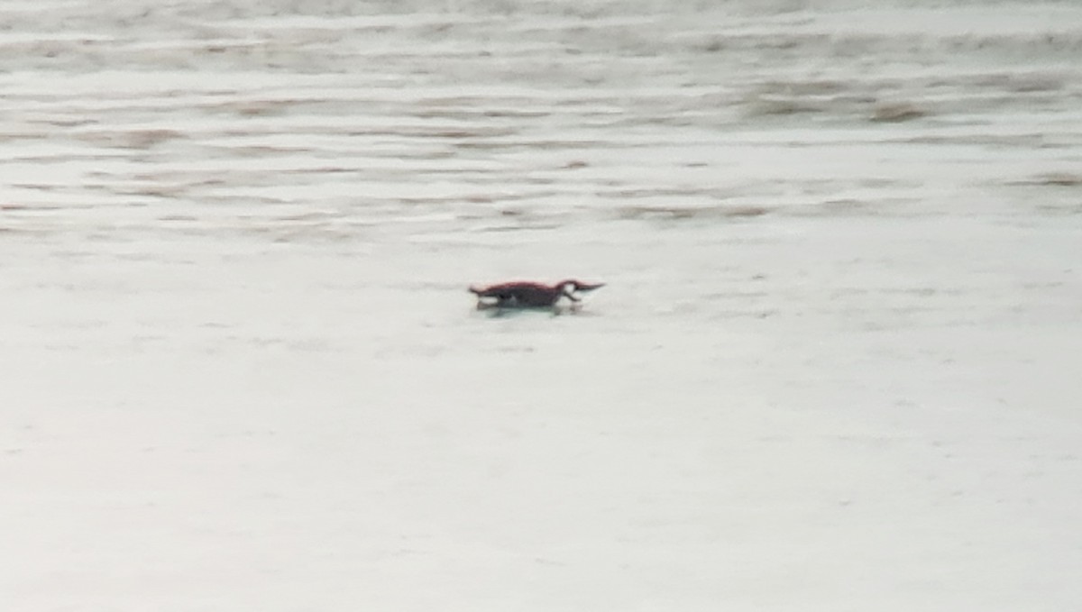 Common Murre - ML314376611