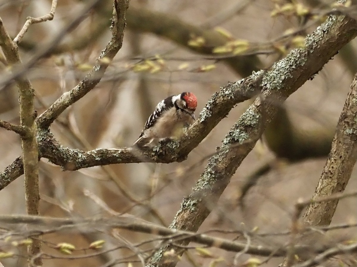 Цоохор тоншуул - ML314377141