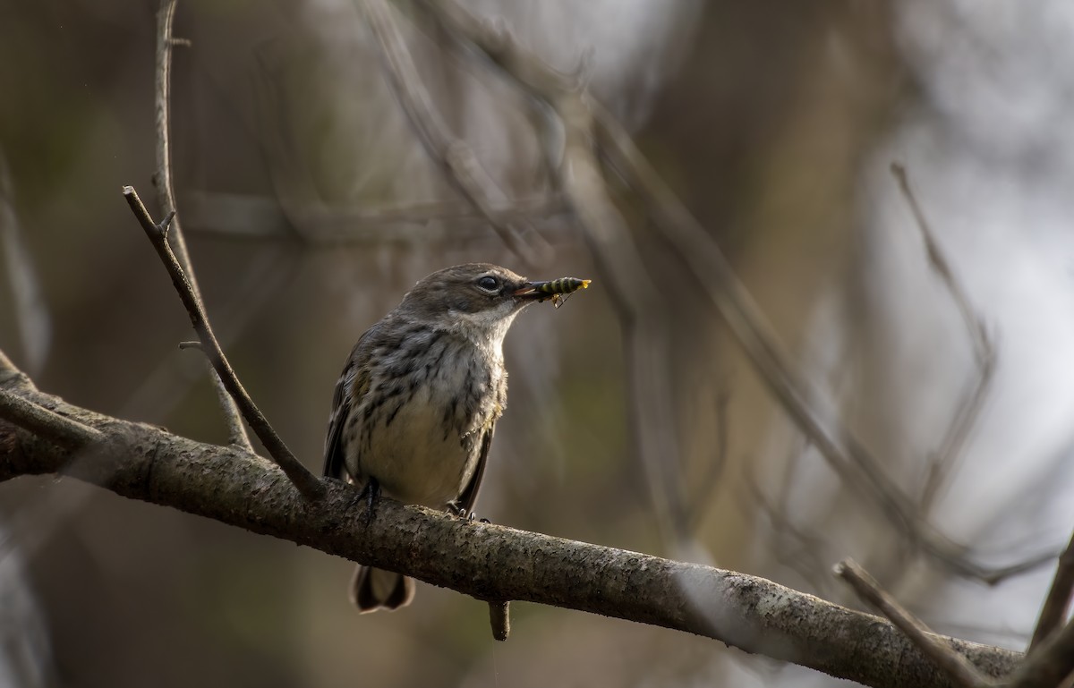 Yellow-rumped Warbler - ML314377351