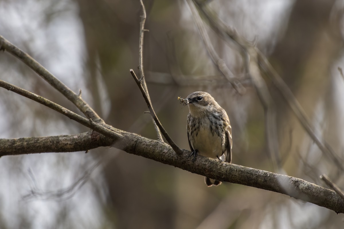 Yellow-rumped Warbler - ML314377361