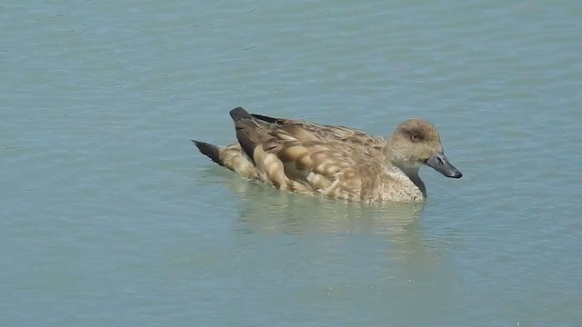 Crested Duck - ML314377821