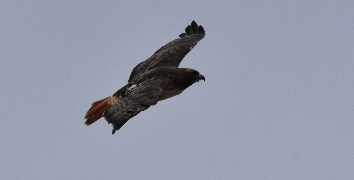 Red-tailed Hawk - ML314379891