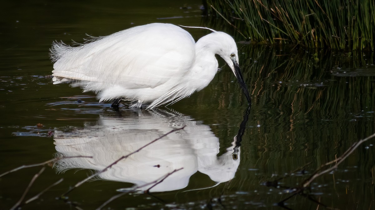 Little Egret - ML314380621