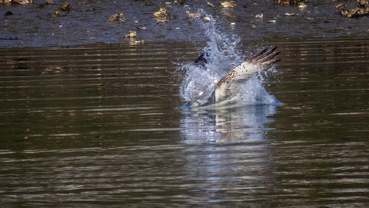 Osprey - ML314381271