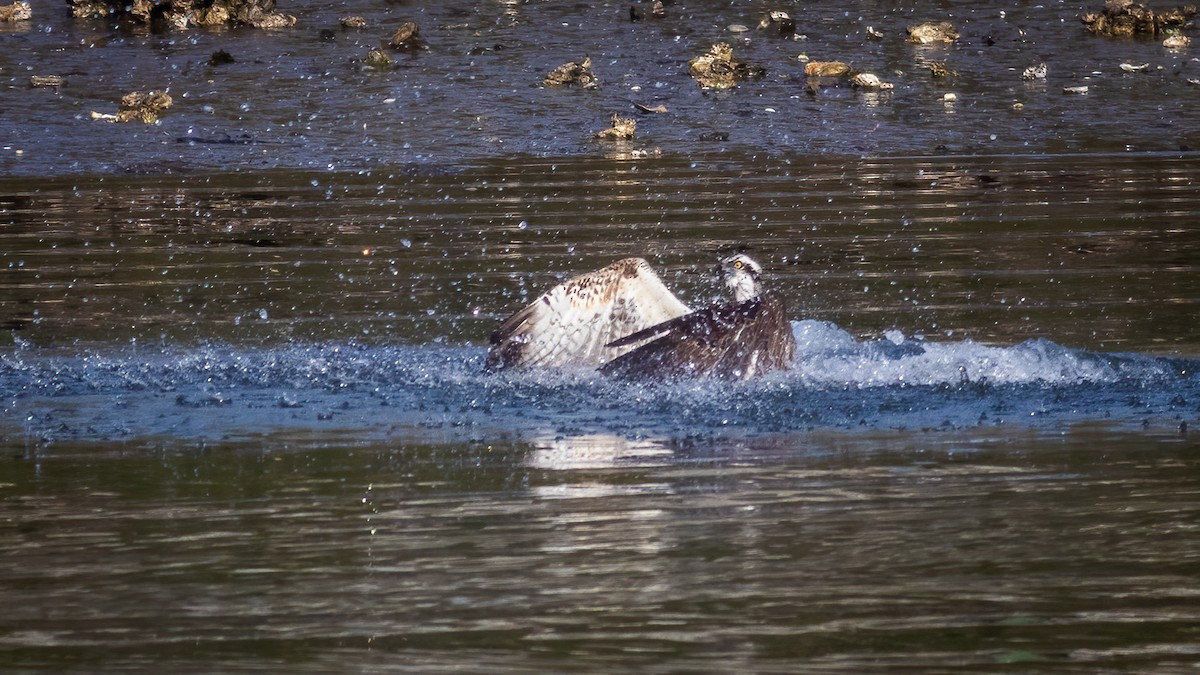 Osprey - ML314381351