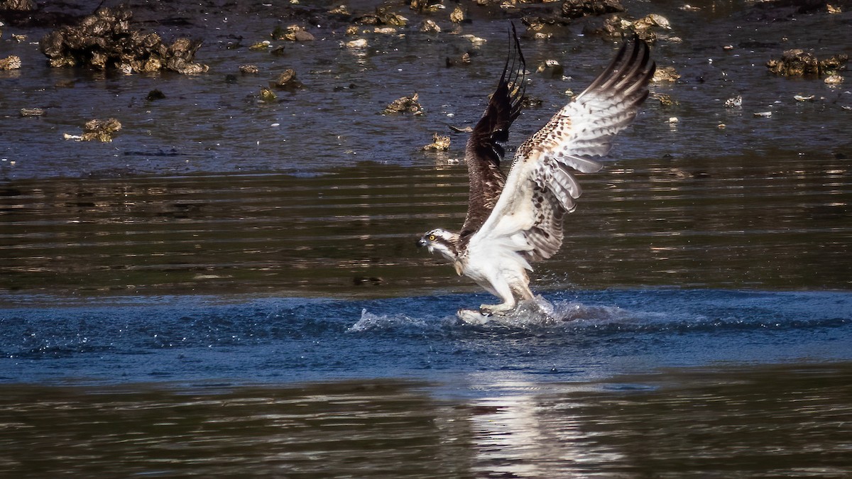 Osprey - ML314381481