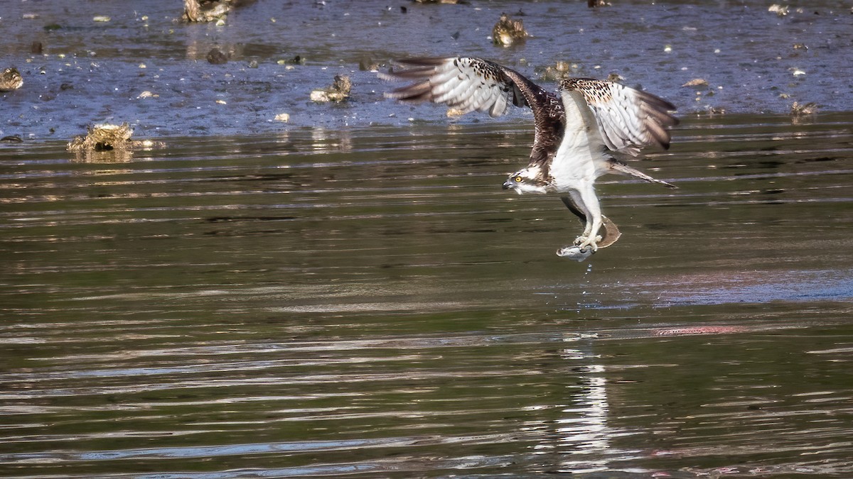 Osprey - ML314381541