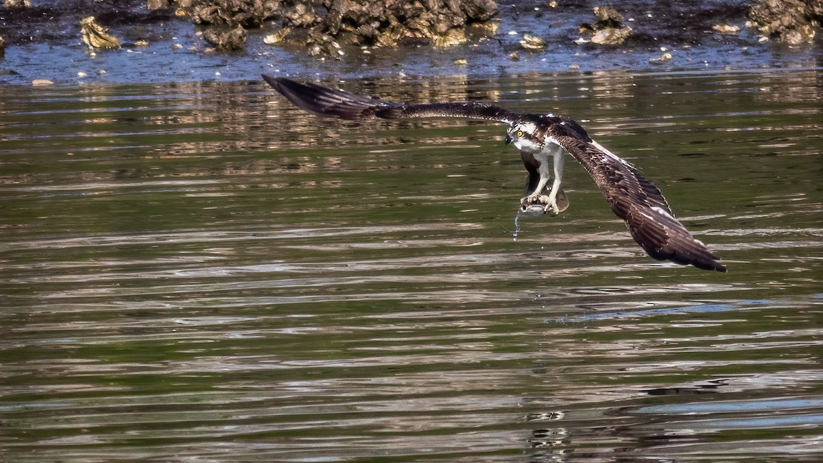 Osprey - ML314381601