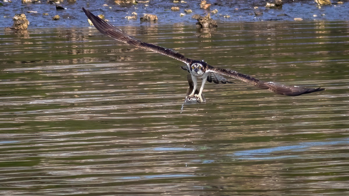 Osprey - ML314381651