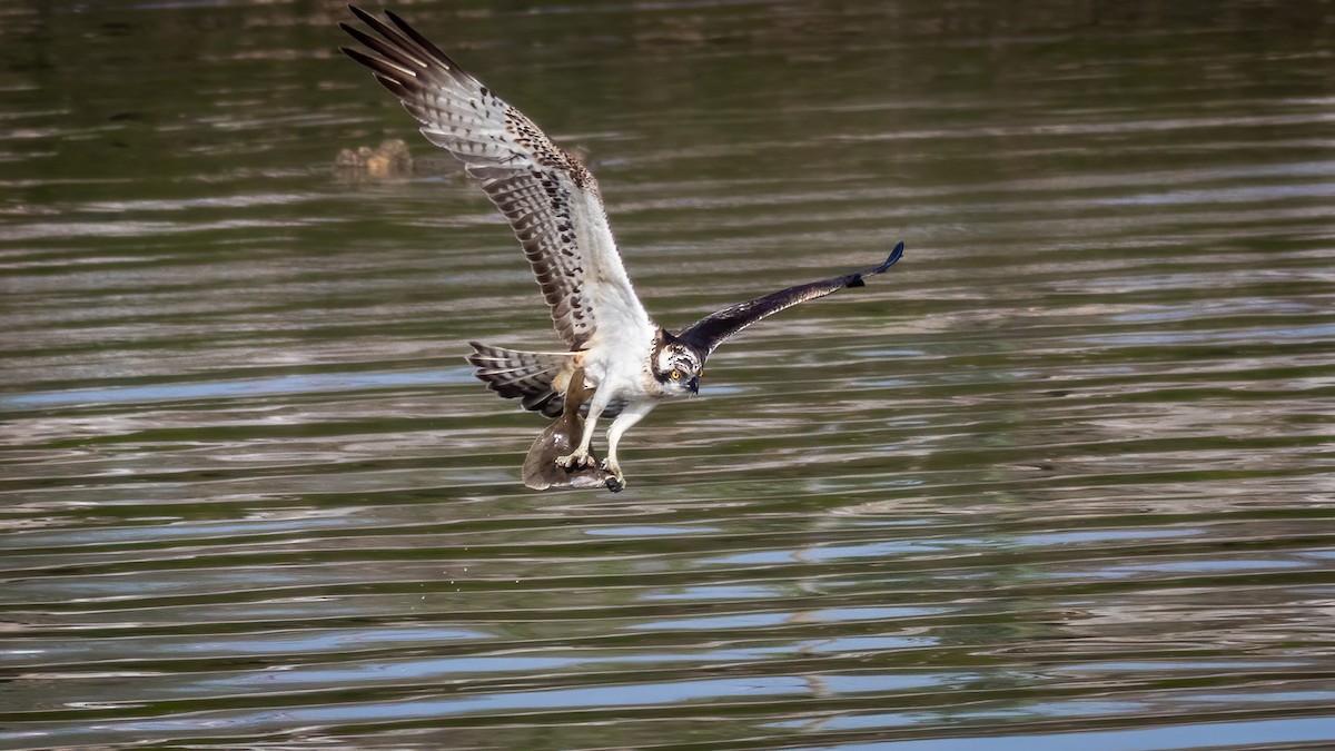 Osprey - ML314381661