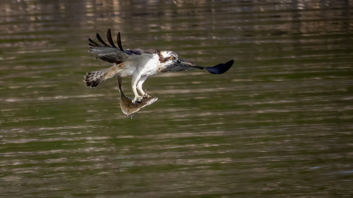 Osprey - ML314381711