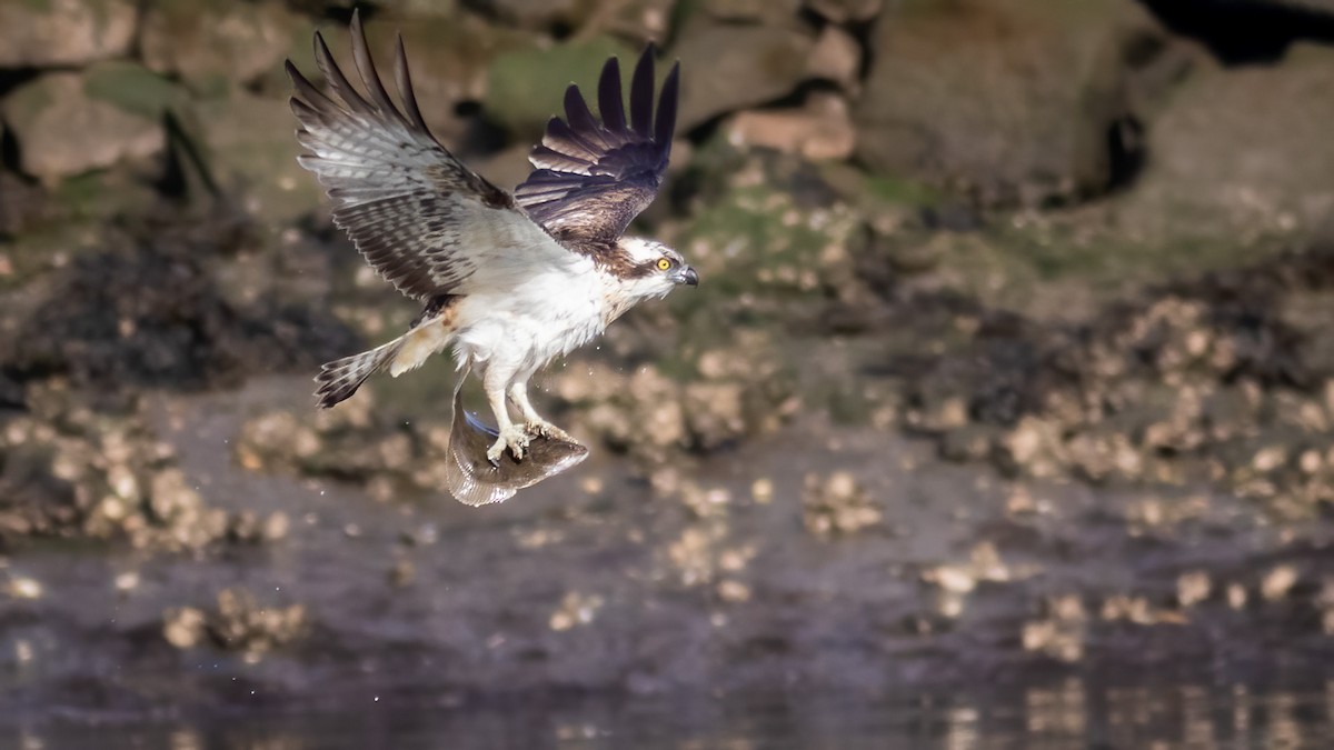 Osprey - ML314381751