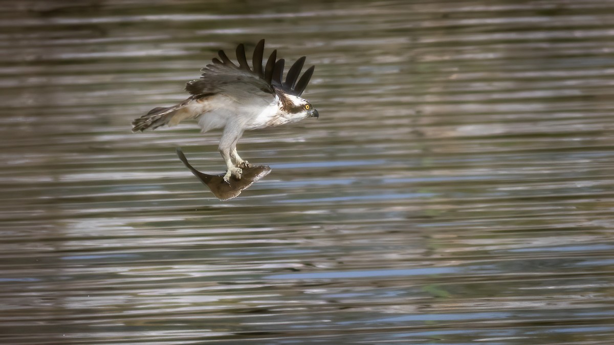 Osprey - ML314381801