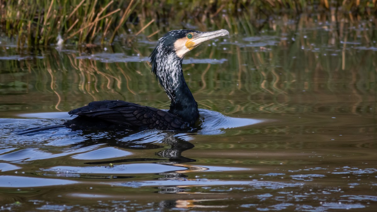 Great Cormorant - ML314381971