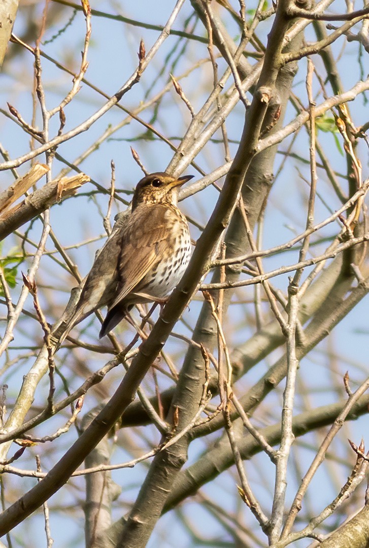 Song Thrush - ML314382161