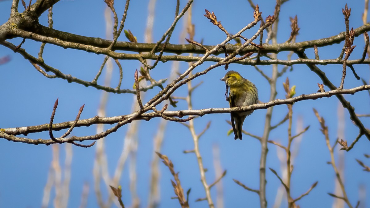 Eurasian Siskin - ML314382201