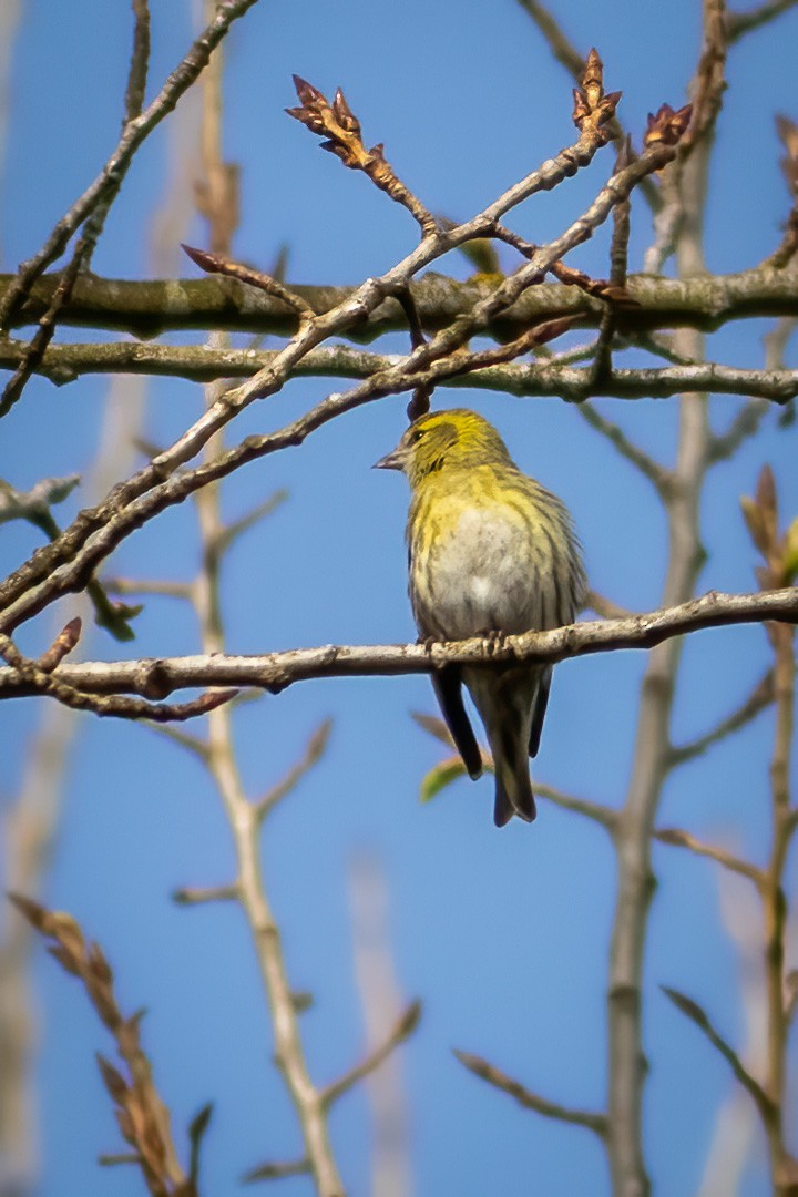 Eurasian Siskin - ML314382251