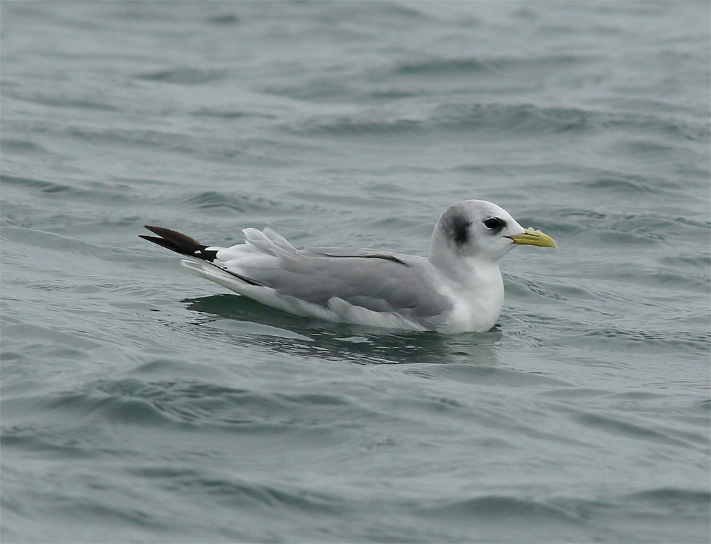 Black-legged Kittiwake - ML314384151