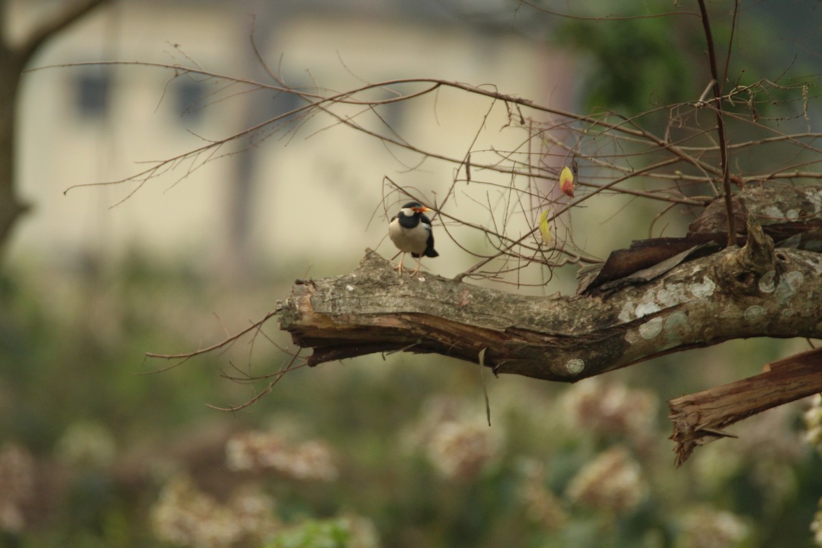Indian Pied Starling - ML314388381