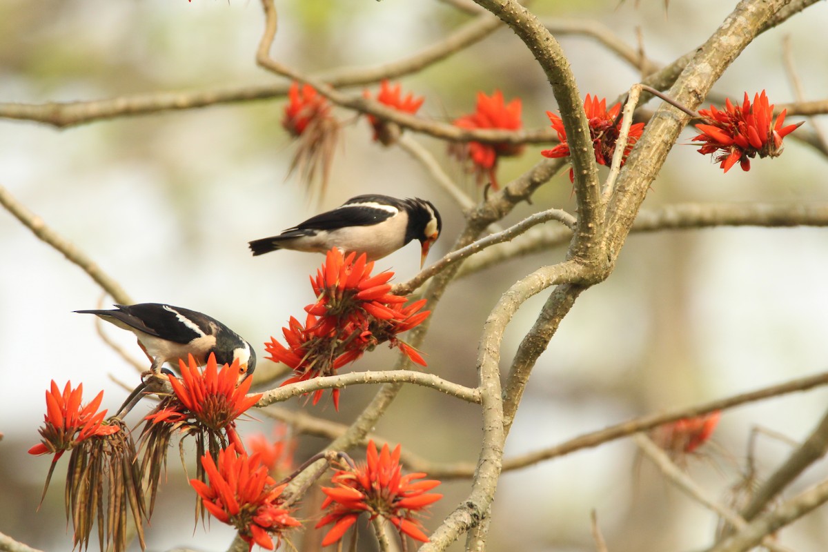 Indian Pied Starling - ML314388391