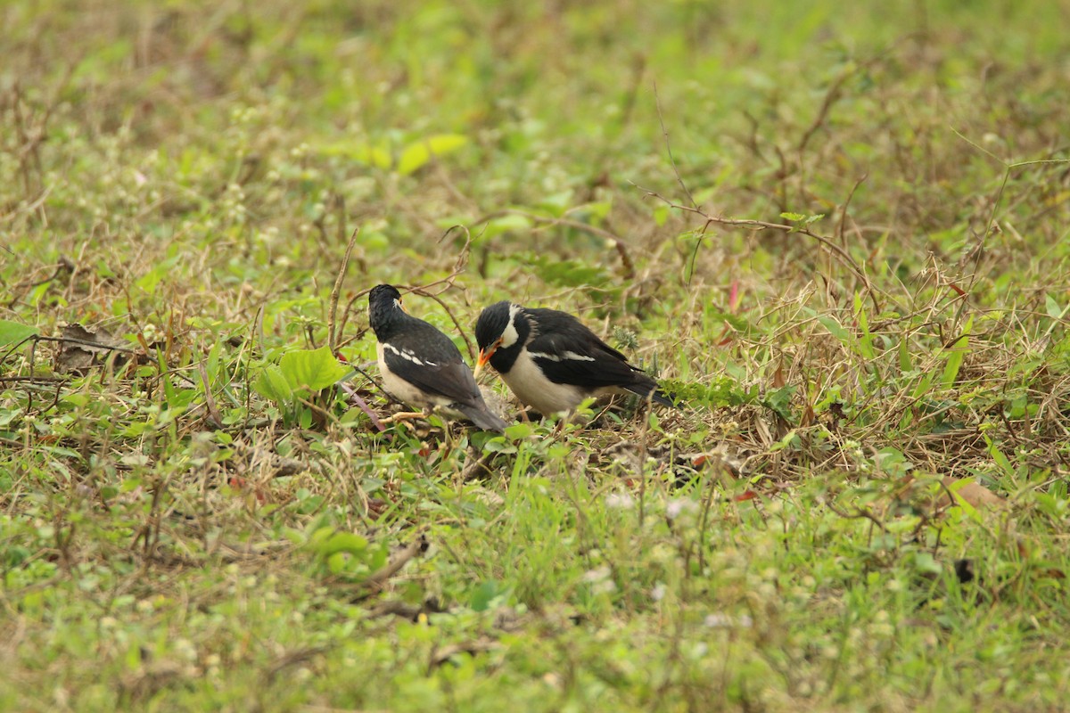 Indian Pied Starling - ML314388401