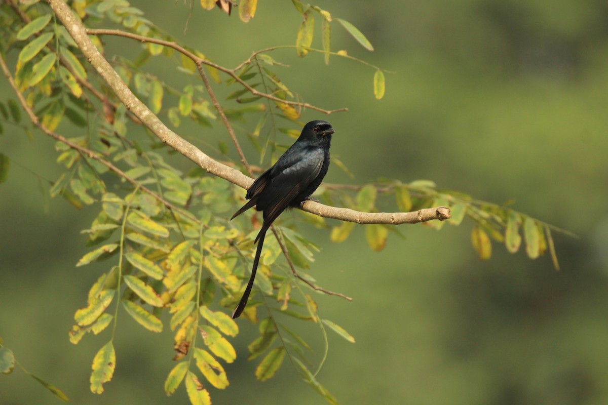 Black Drongo - ML314388491