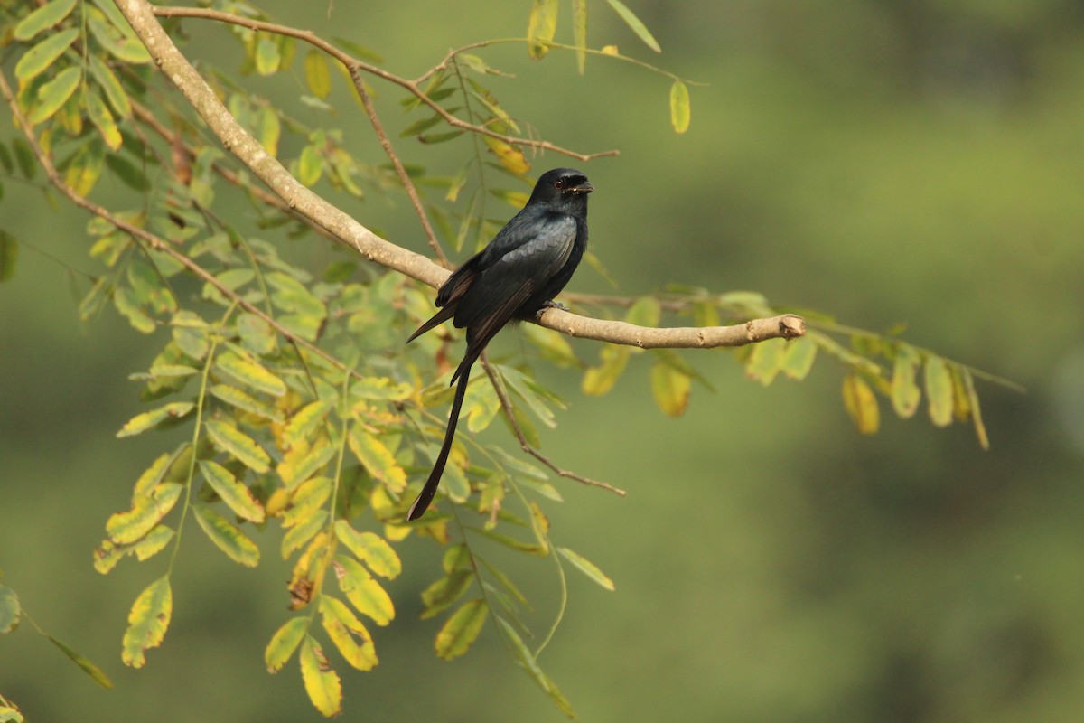 Black Drongo - ML314388501