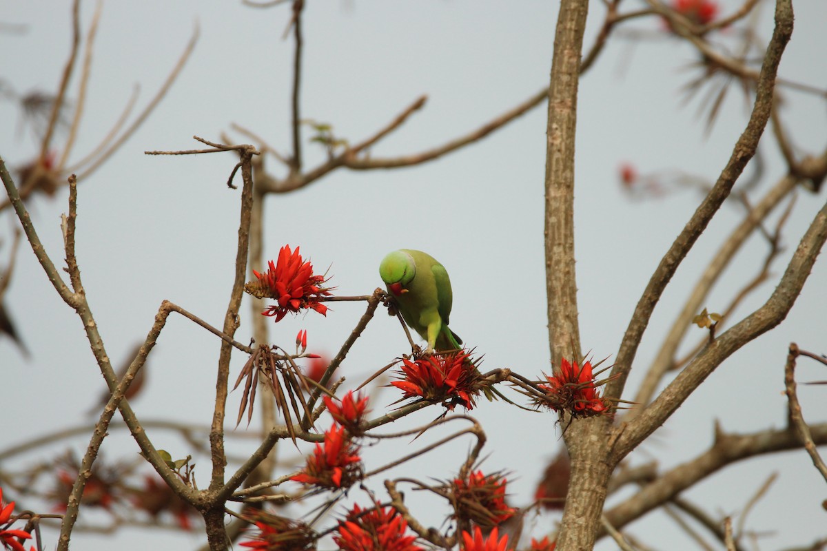 Rose-ringed Parakeet - ML314388921