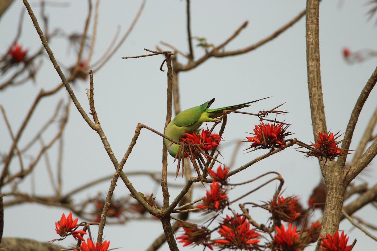 Rose-ringed Parakeet - ML314388931