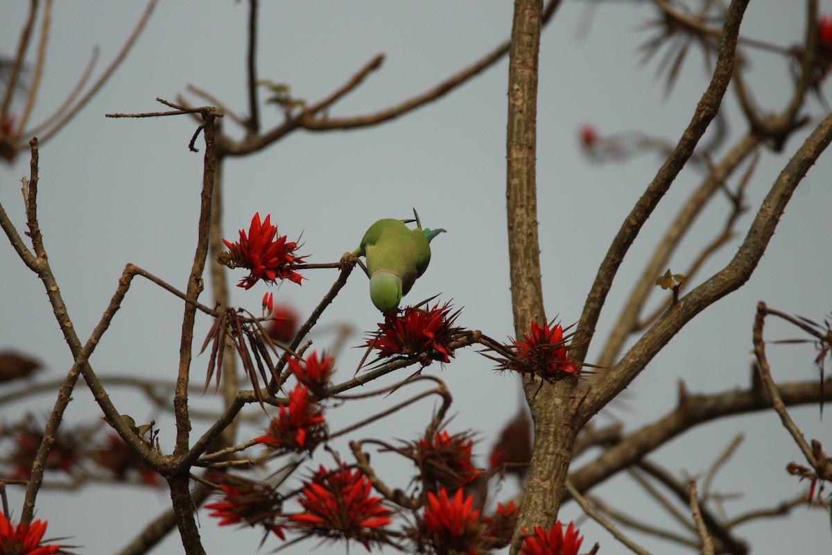 Rose-ringed Parakeet - ML314388961