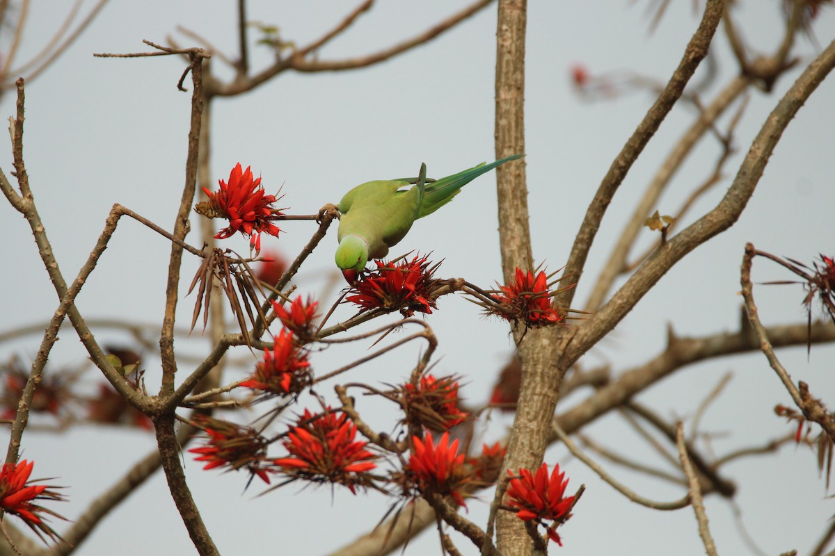 Rose-ringed Parakeet - ML314388971