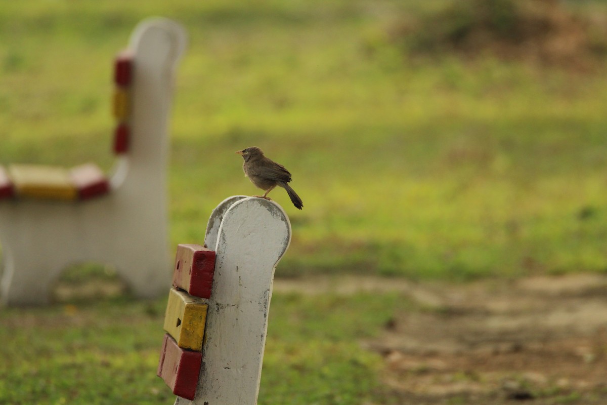 Jungle Babbler - ML314388981