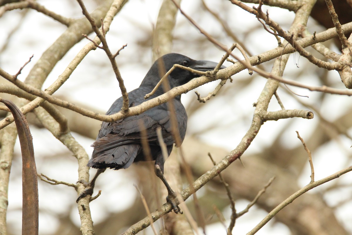 Corbeau à gros bec - ML314389221