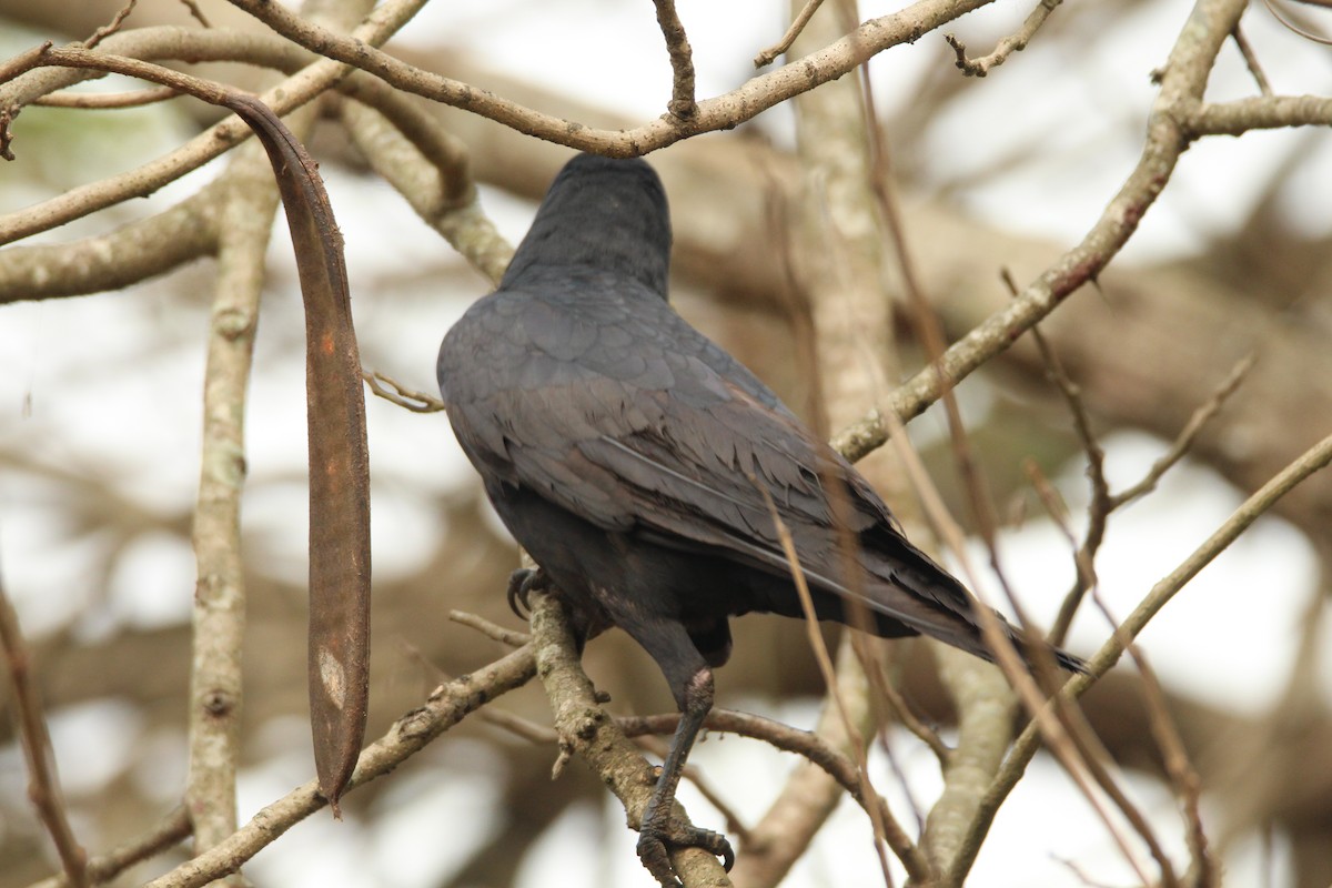 Large-billed Crow - Praveen  Kumar