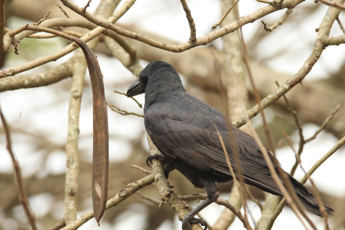 Large-billed Crow - ML314389291
