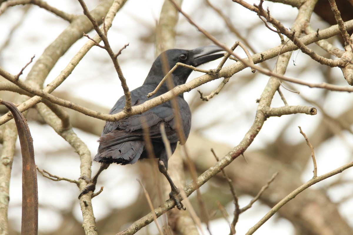 Large-billed Crow - ML314389351