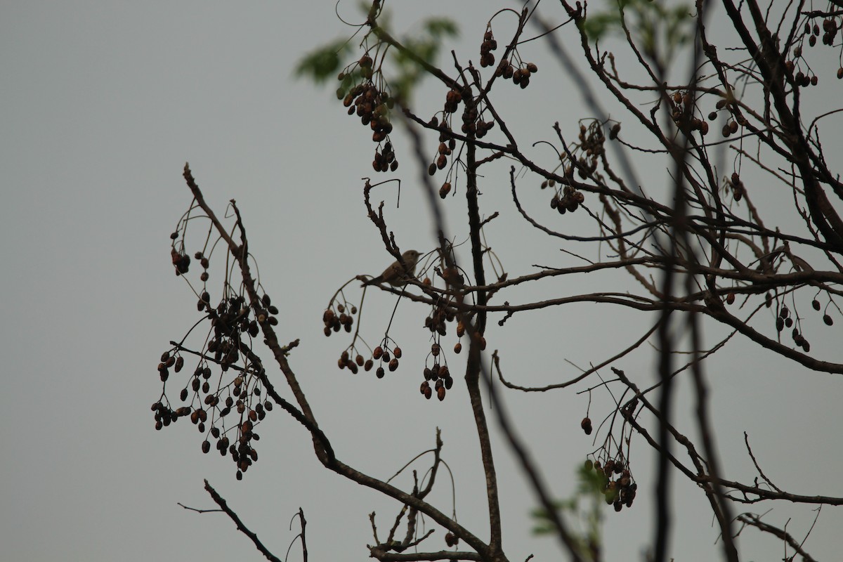 Taiga Flycatcher - ML314389461