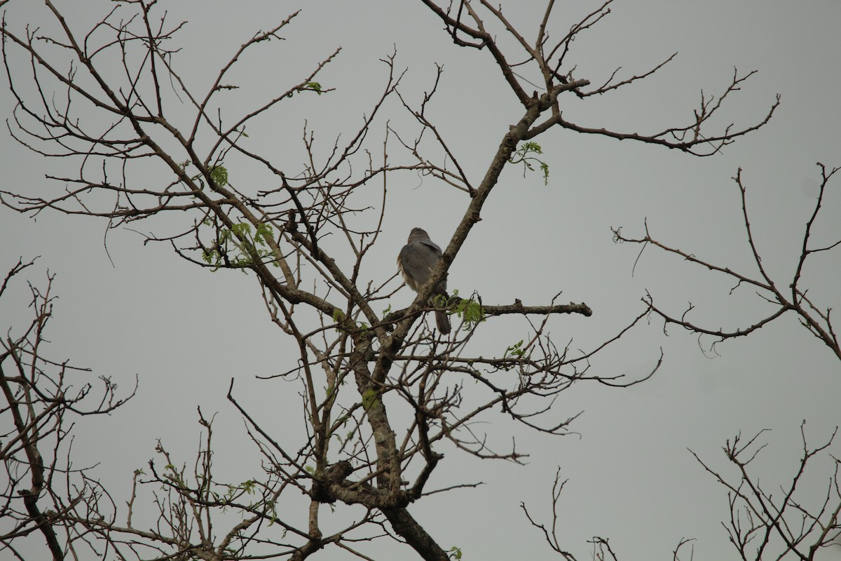 Shikra - ML314390321