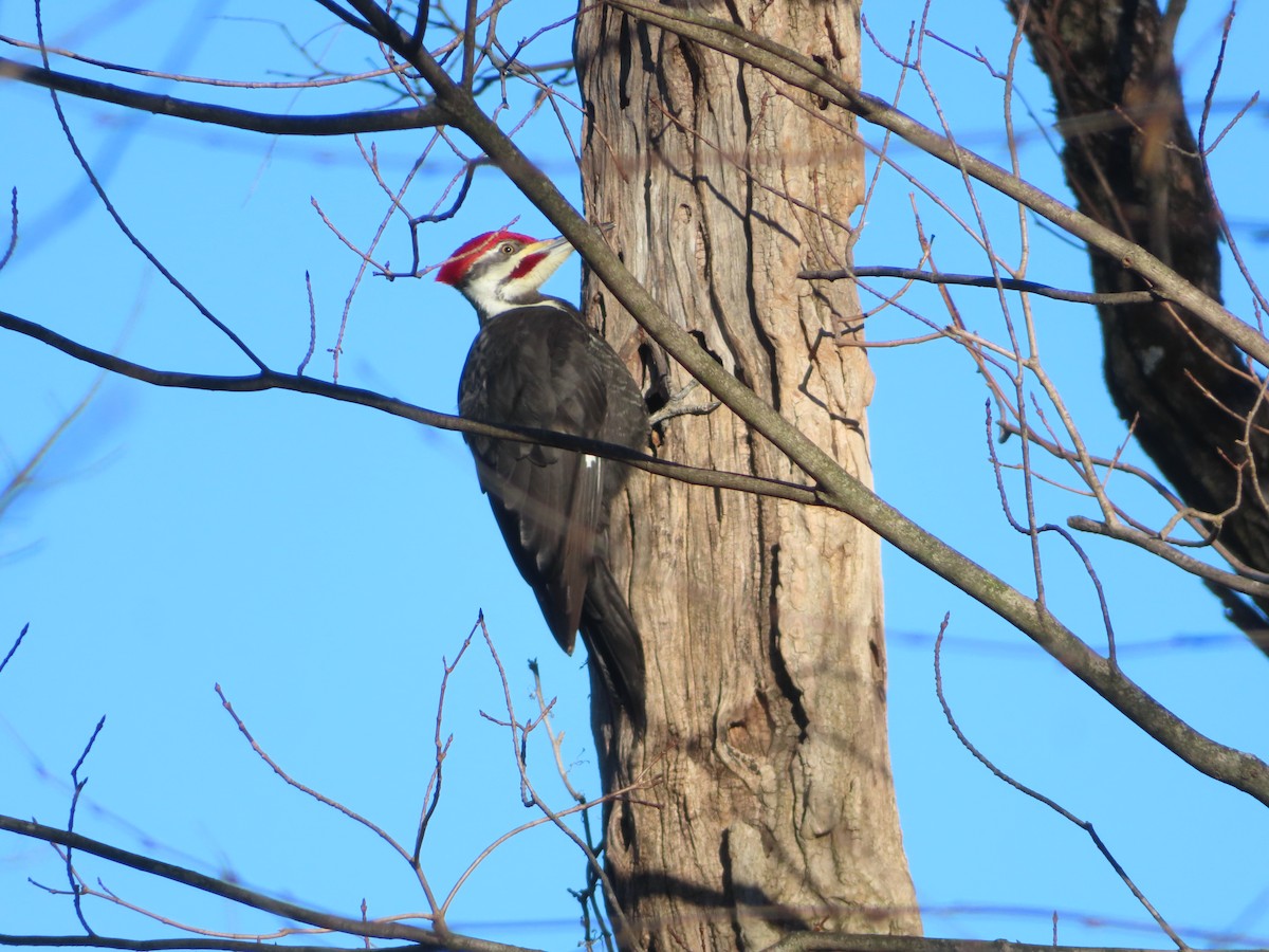 Pileated Woodpecker - ML314390561