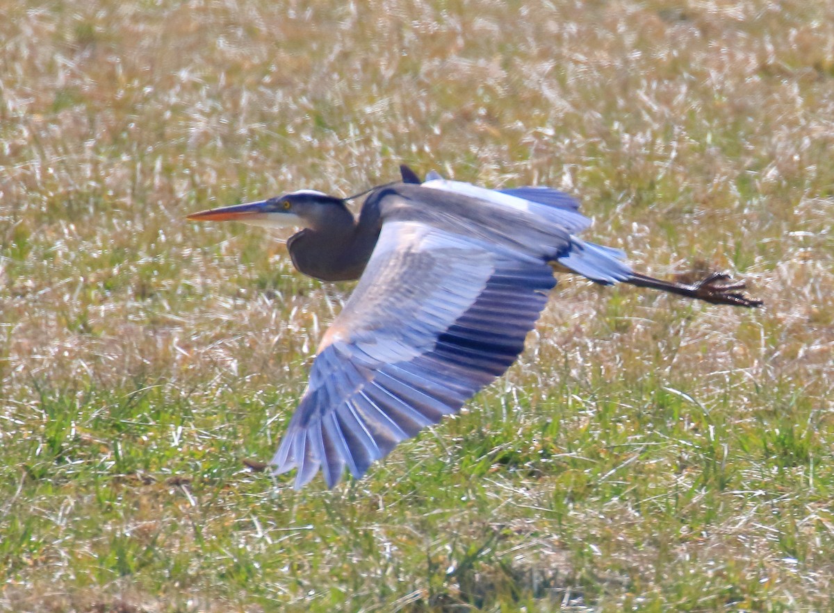 Great Blue Heron - ML314390841