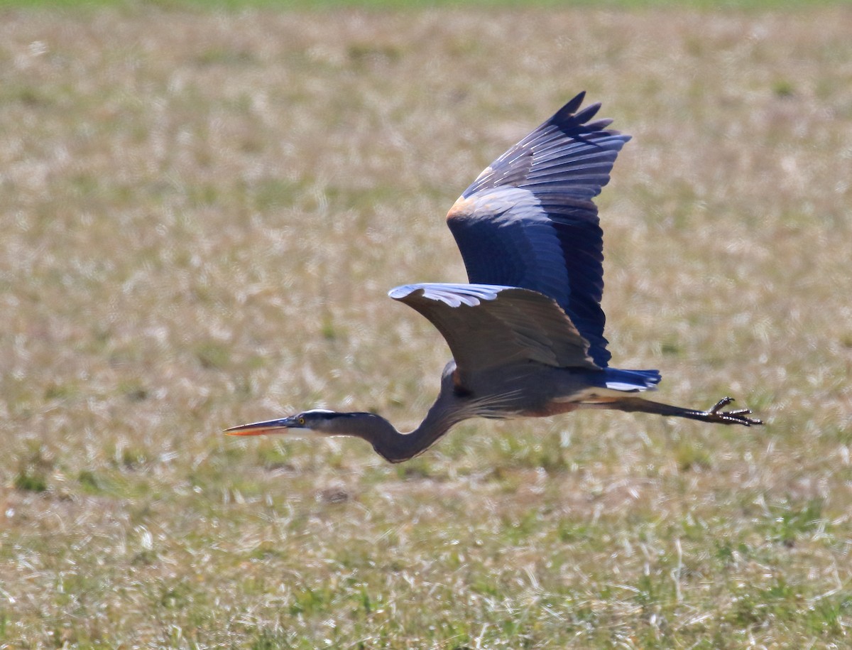 Great Blue Heron - ML314390851